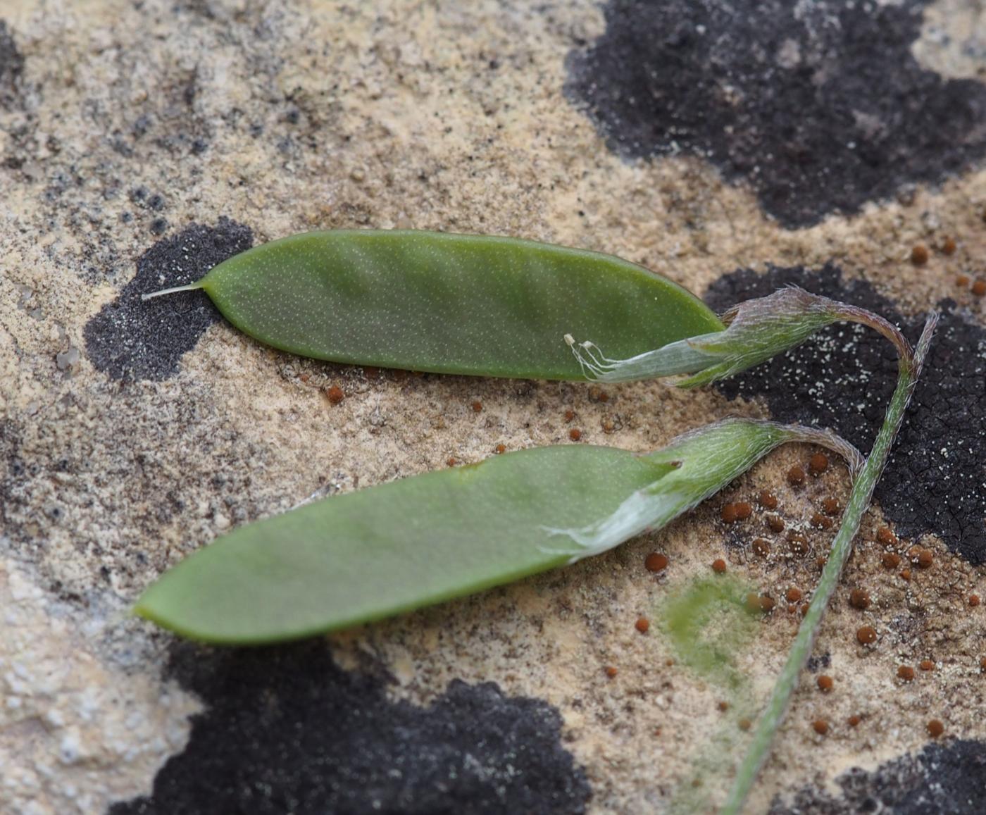 Tare, Smooth  fruit